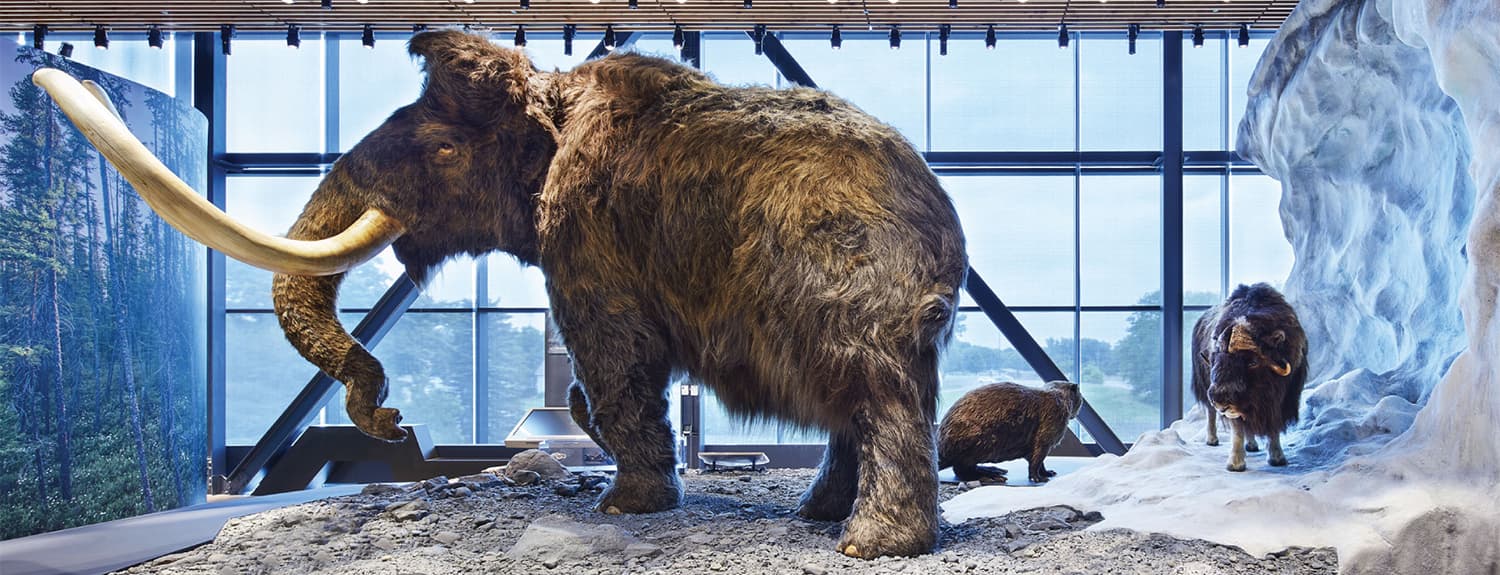 Woolly mammoth diorama at the Bell Museum
